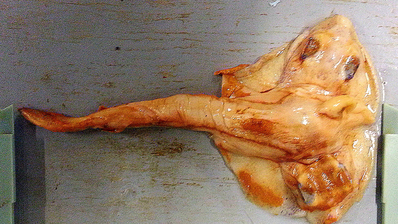 Illustration for article titled There are very few things as freaky as this two headed ray